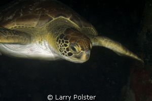Beautiful green turtle cruising on a night dive by Larry Polster 